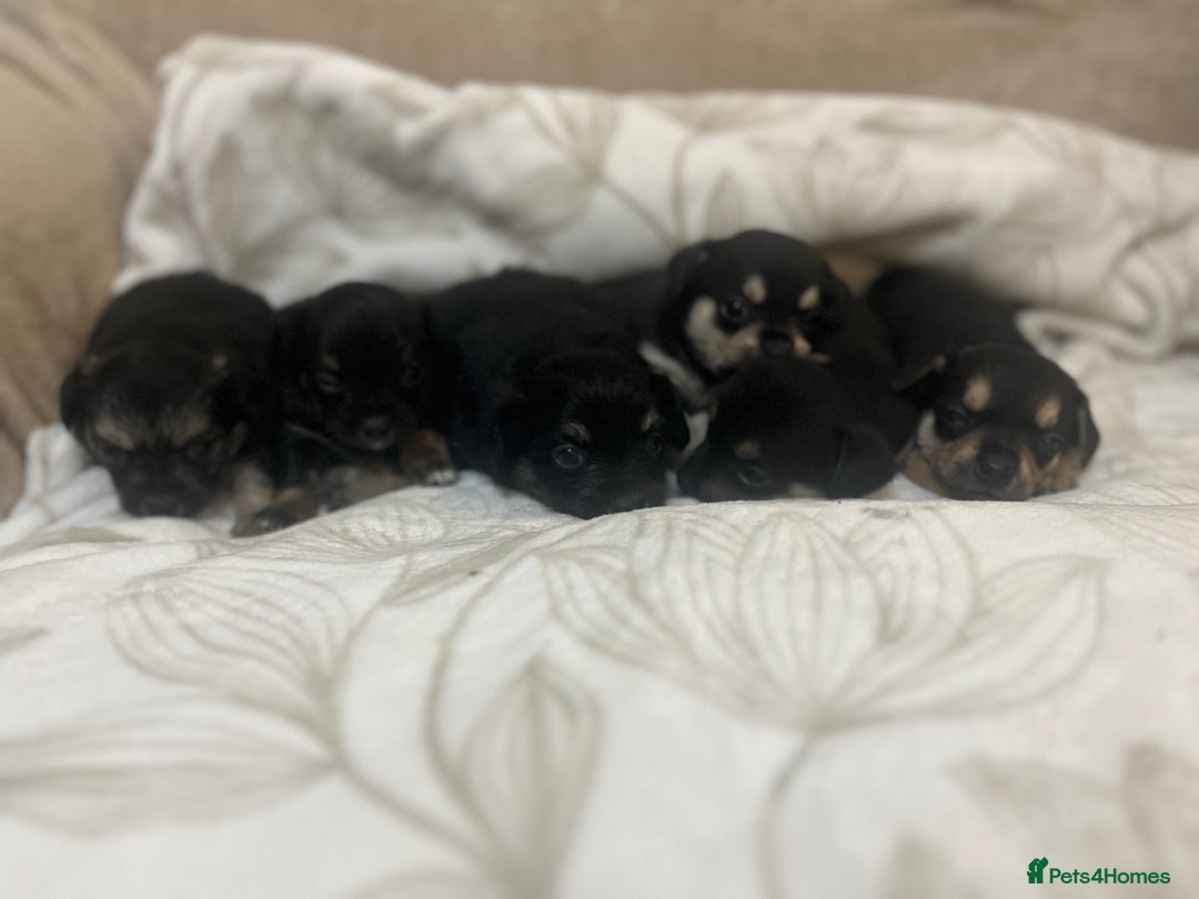 Chihuahua dogs for sale: 6 adorable chihuahuas - Image 1