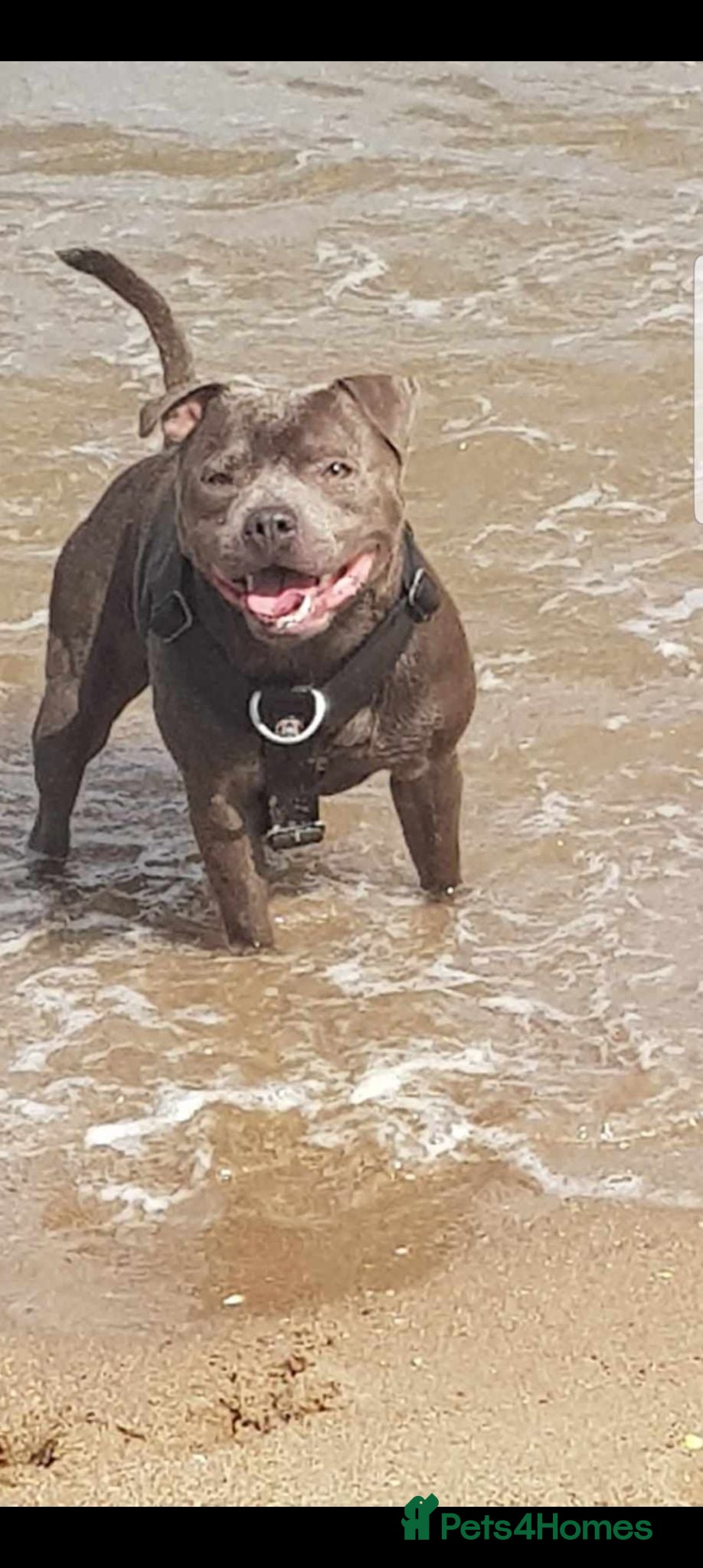 Staffordshire Bull Terrier dogs Blue staffy for stud  - Advert 15