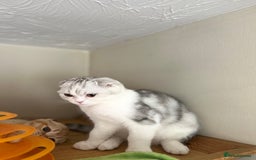 Scottish Fold cats for sale: Beautiful Scottish fold baby’s  in Reading - Image 7