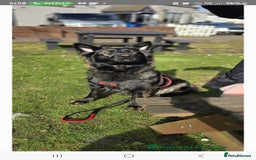 German Shepherd dogs for sale: KC Czech GSD  - Image 2