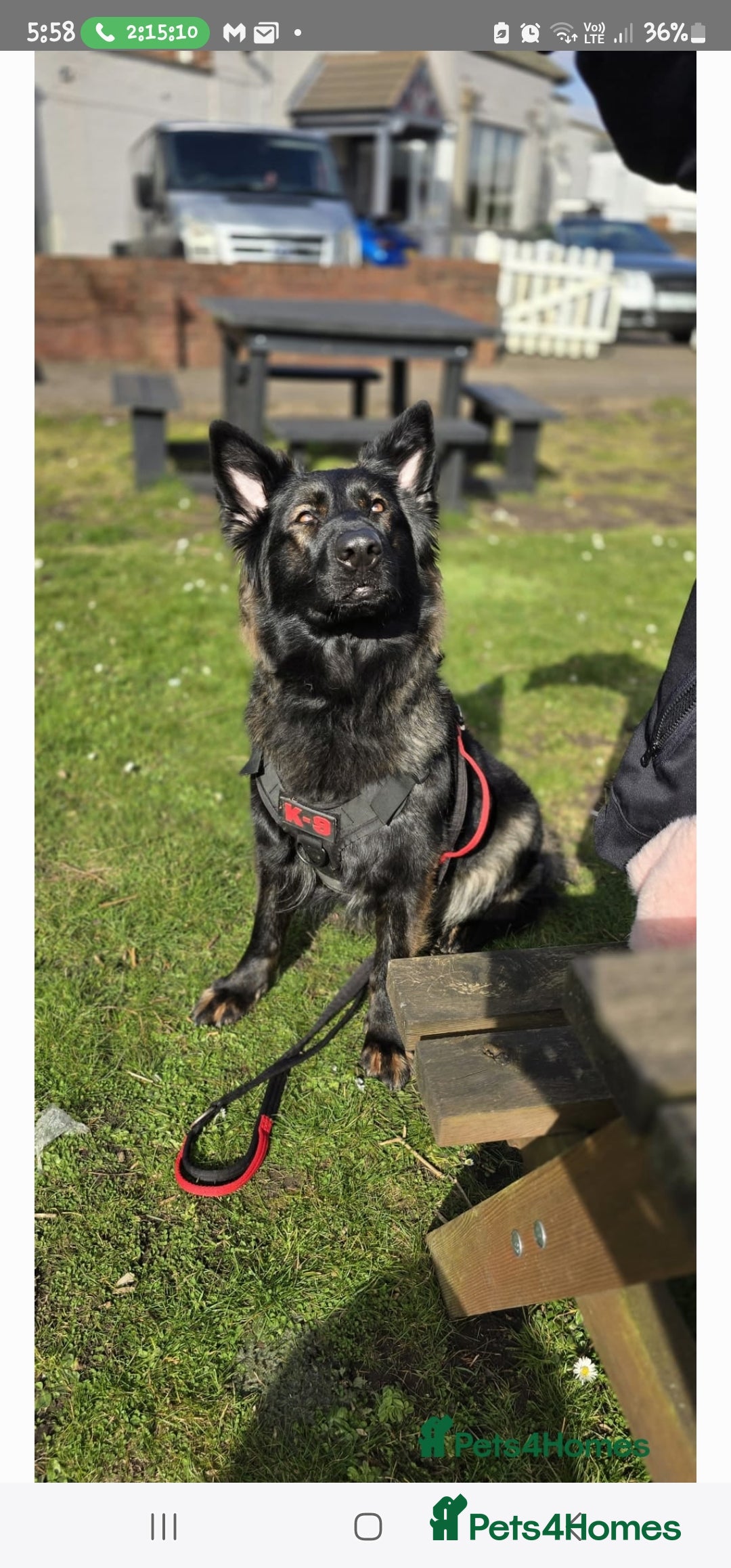 German Shepherd dogs for sale: KC Czech GSD  - Image 2