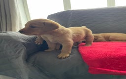 Labrador Retriever dogs for sale: Adorable Golden and Fox Red Puppies - Image 19