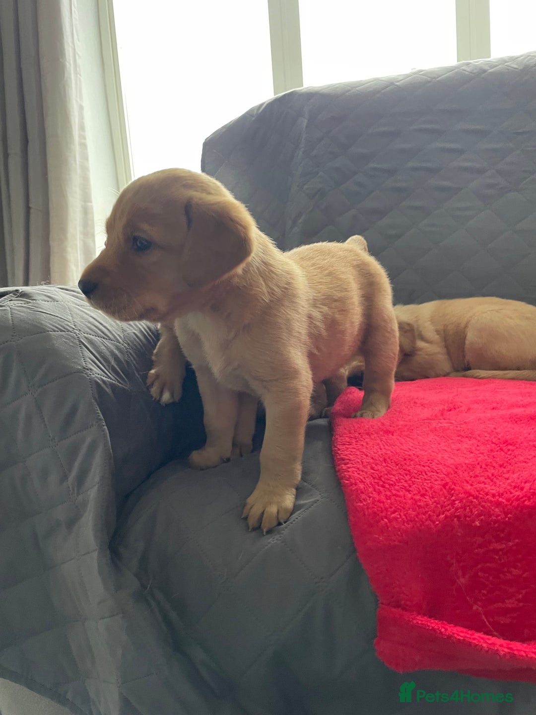 Labrador Retriever dogs for sale: Adorable Golden and Fox Red Puppies - Image 19