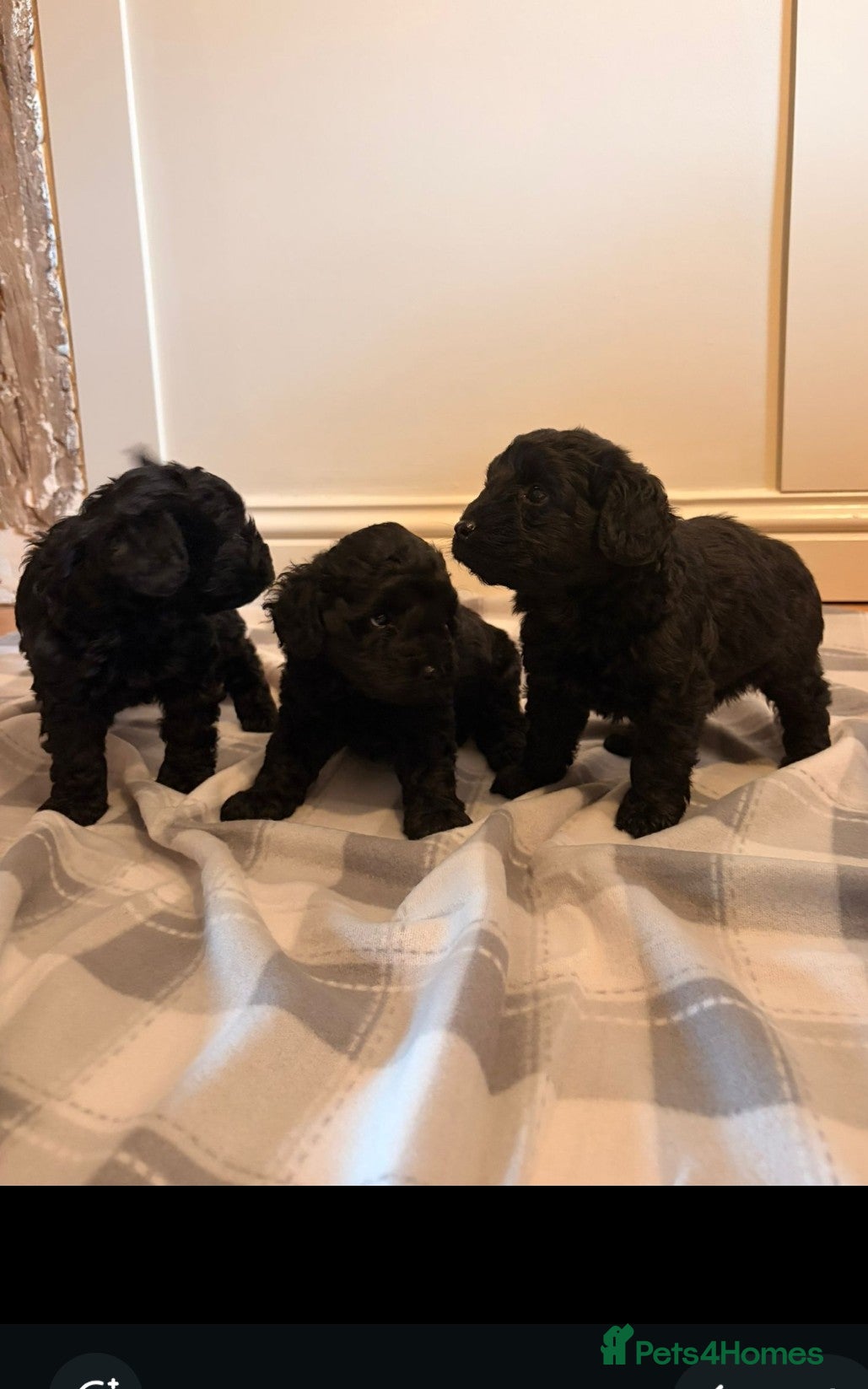 Cockapoo dogs for sale: F1b cockapoos  - Advert 4