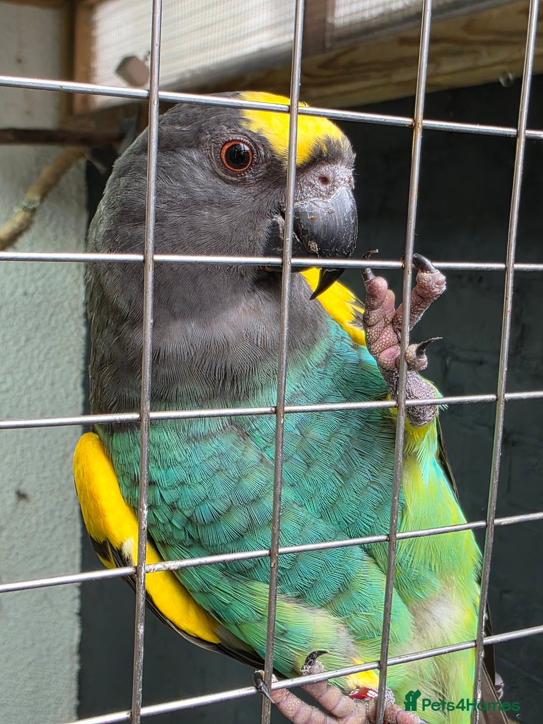 Parrots birds for sale: Meyers Cock Bird CR DNA - Advert 5