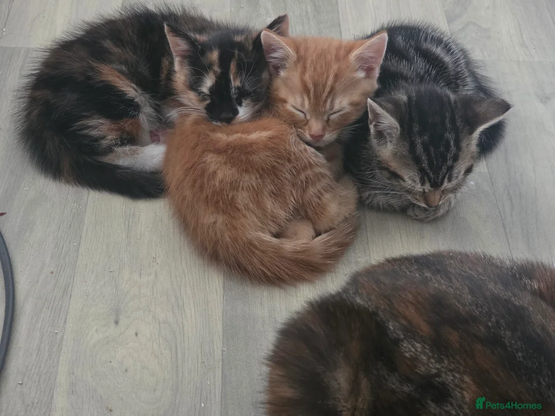 Mixed Breed cats for sale: Mixed breed kittens - Advert 2
