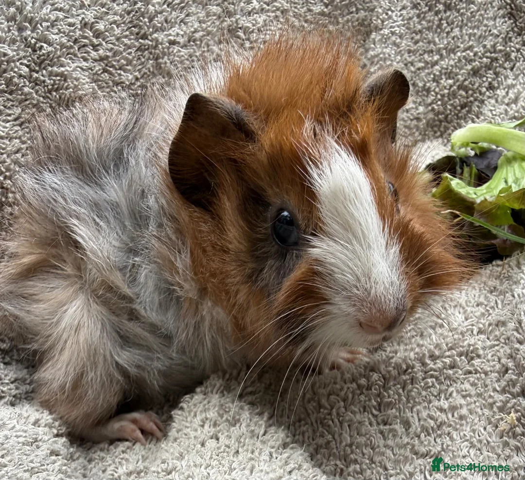 Guinea Pig rodents for sale: Boar Guinea Pigs Available Now! - Advert 1