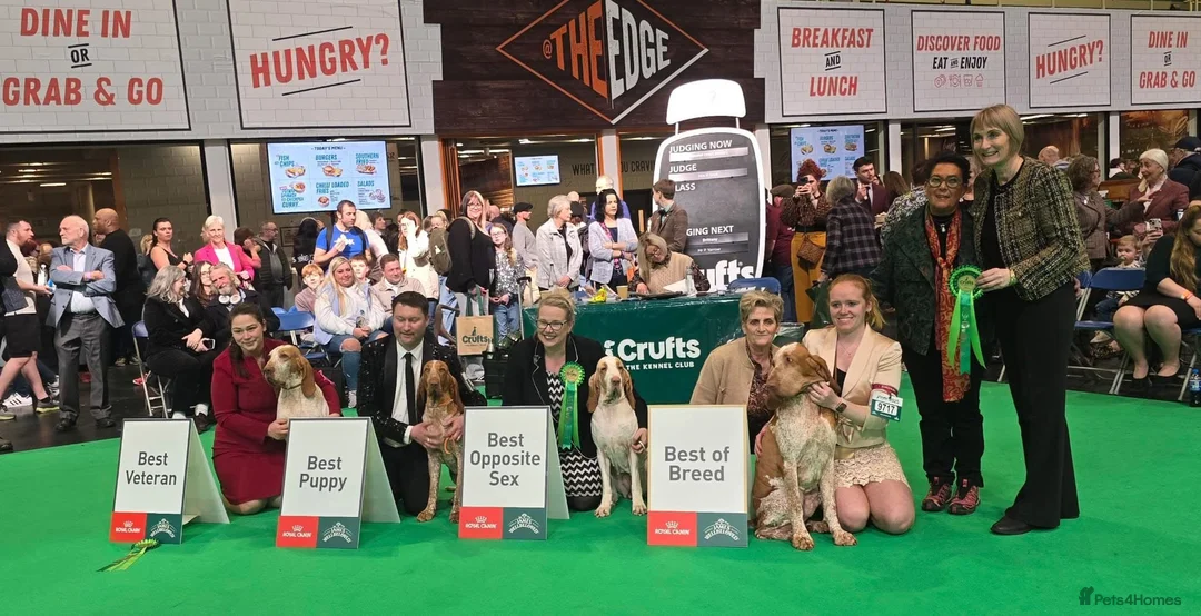 Bracco Italiano dogs for stud: Valentino Rossi Italian Import - Advert 11