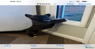 Belgian Shepherd Dog dogs Dutch herders  - Advert 9