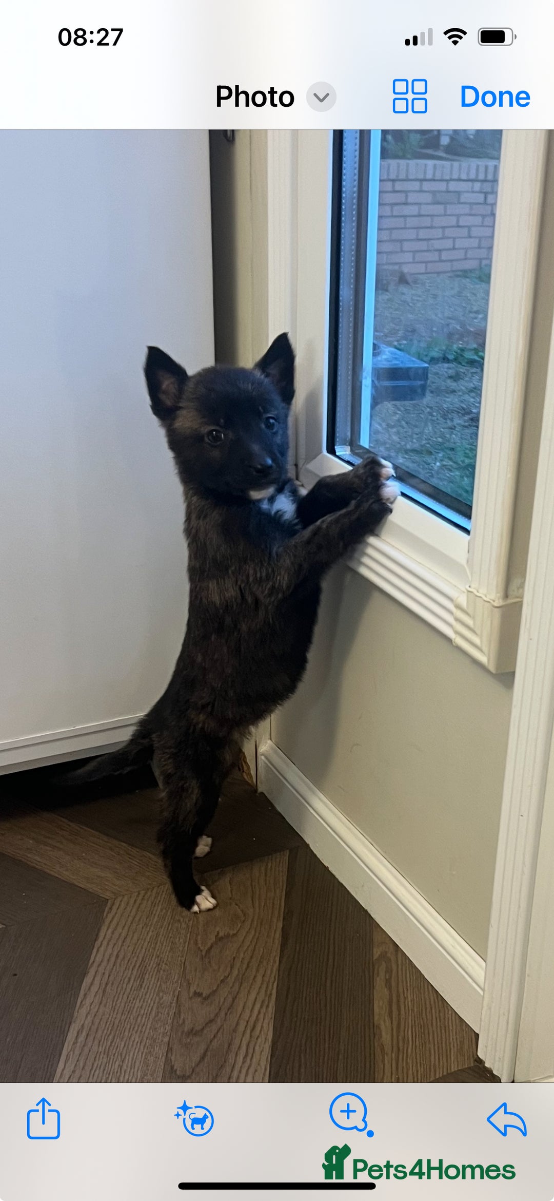 Belgian Shepherd Dog dogs for sale: Dutch herders  - Advert 3