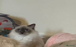 Ragdoll cats for sale: GCCF Championship Ragdoll Kittens - Image 15