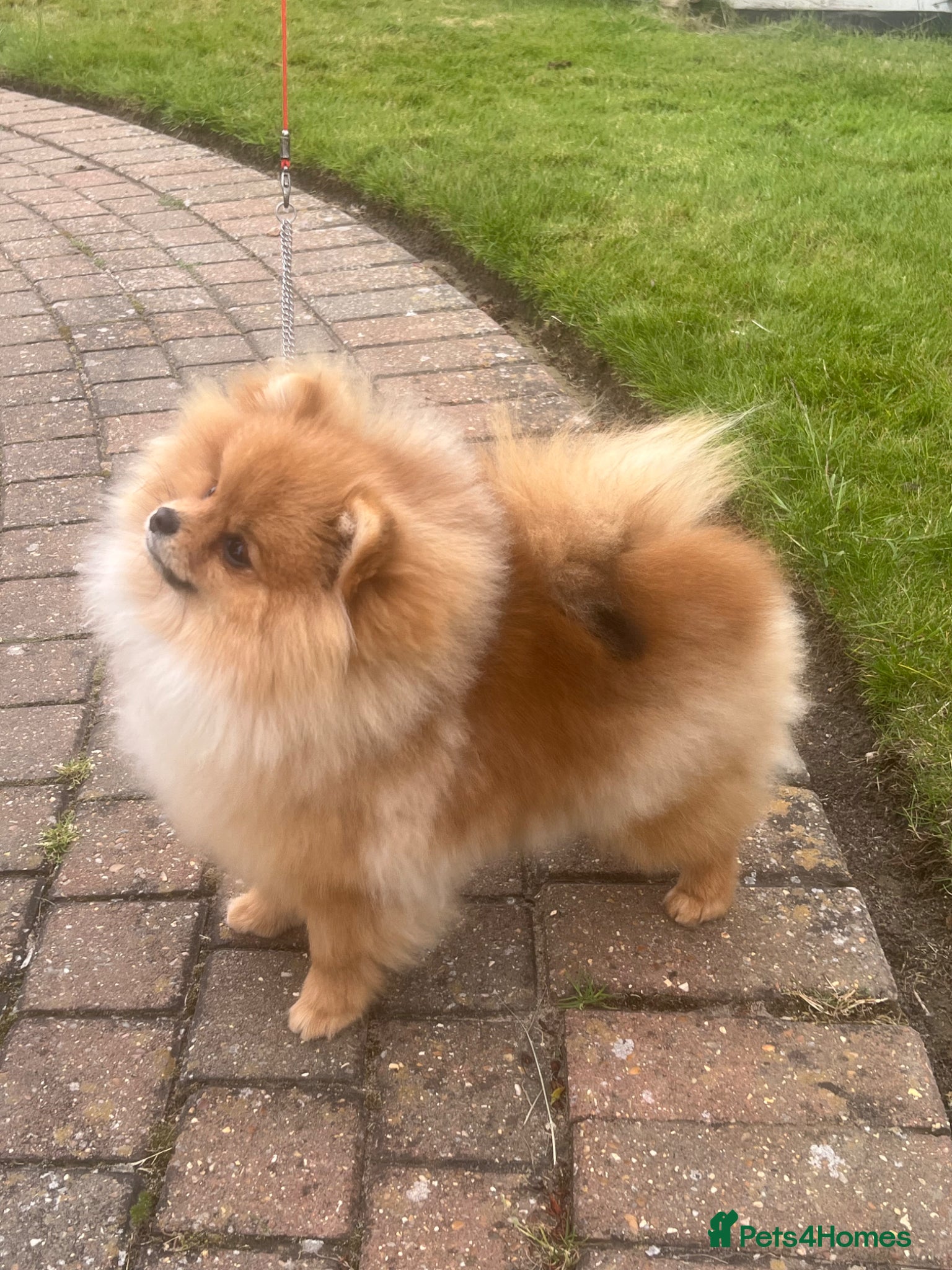 Pomeranian dogs Orange Male Import  - Advert 8