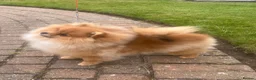 Pomeranian dogs for sale: Orange Male Import  - Advert 1