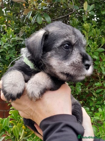 Schnauzer dogs - Advert 1