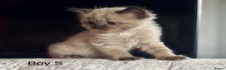 Ragdoll cats for sale: Classic & Mink Ragdoll Kittens - Advert 10