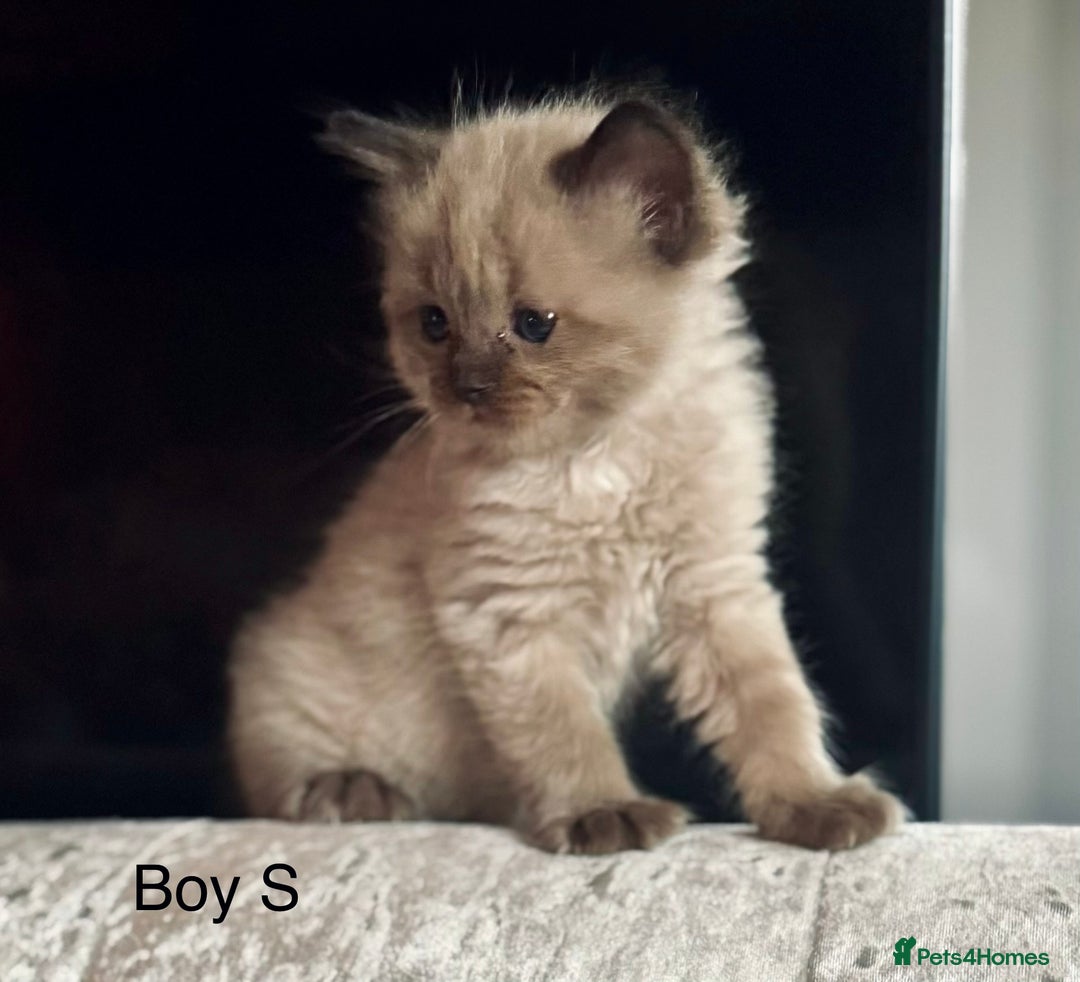 Ragdoll cats for sale: Classic & Mink Ragdoll Kittens - Advert 10