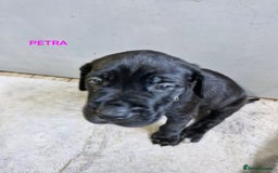 Mixed Breed dogs for sale: Amazing puppies - Image 13
