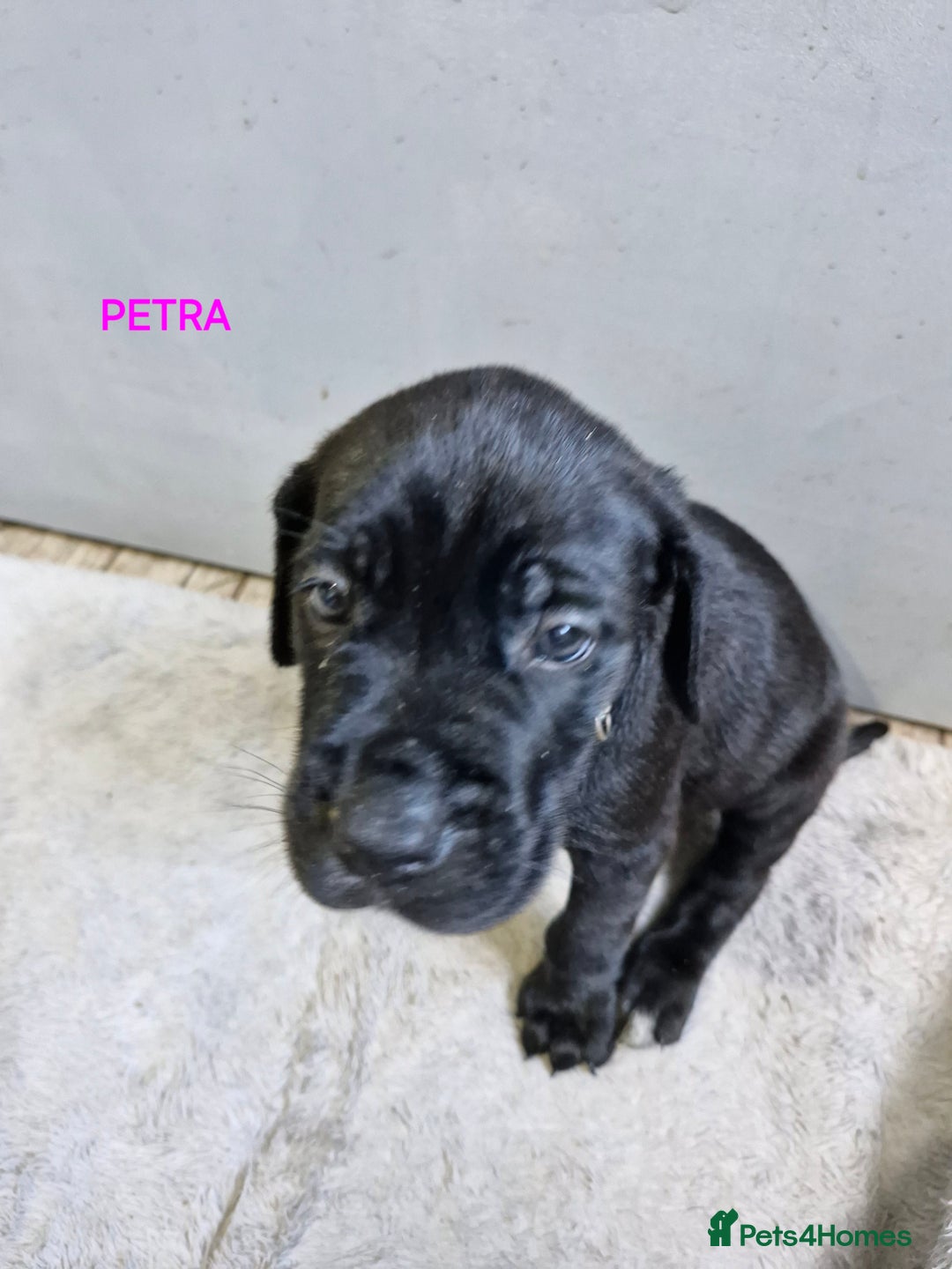 Mixed Breed dogs for sale: Amazing puppies - Image 13