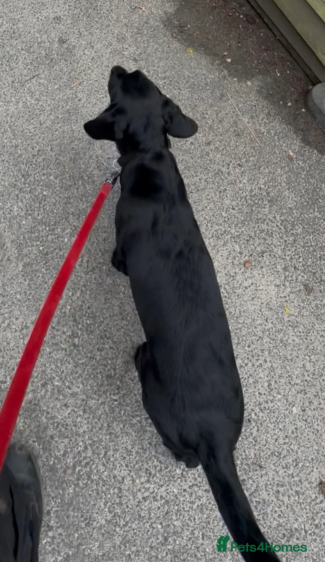 Cockerdor dogs for sale: Gorgeous black 9 month old male Cockador  - Advert 9