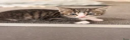 Mixed Breed cats for sale: 3 Beautiful Tabby & White Kittens - Advert 19