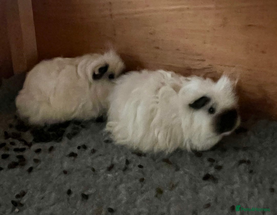 Guinea Pig rodents for sale: Texel Guinea pigs- Breeding Group - Advert 6