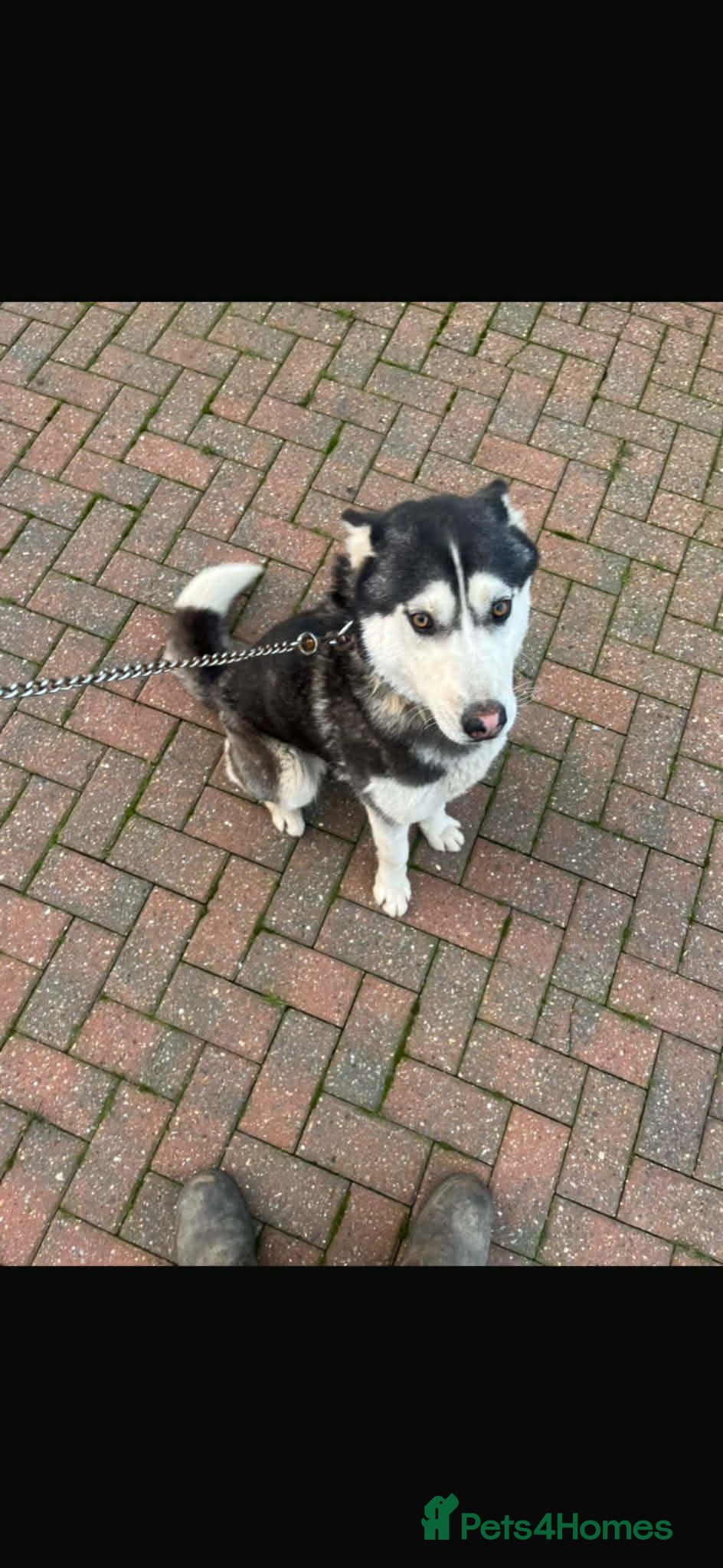 Siberian Husky dogs Siberian husky girl 14 month old  - Advert 3