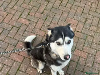 Siberian Husky dogs Siberian husky girl 14 month old - Advert 3
