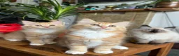 Mixed Breed cats for sale: Kittens for the best homes - Advert 5