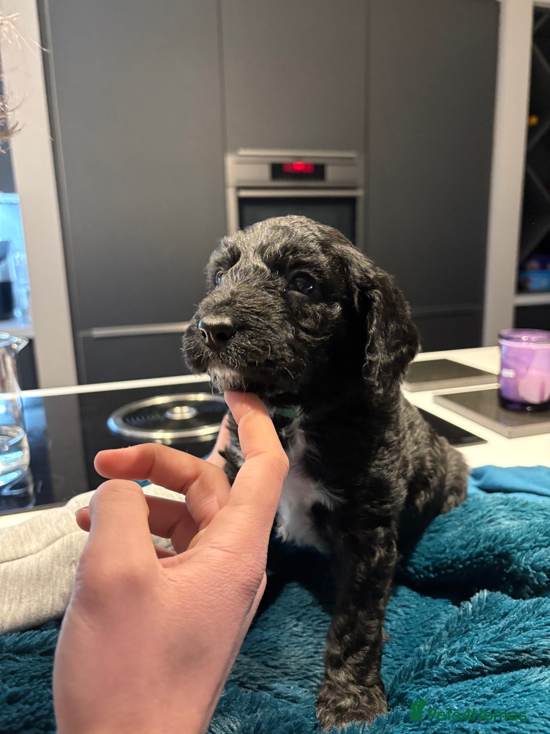 Cockapoo dogs for sale: Super cute cockapoo puppies 🥰 - Advert 10