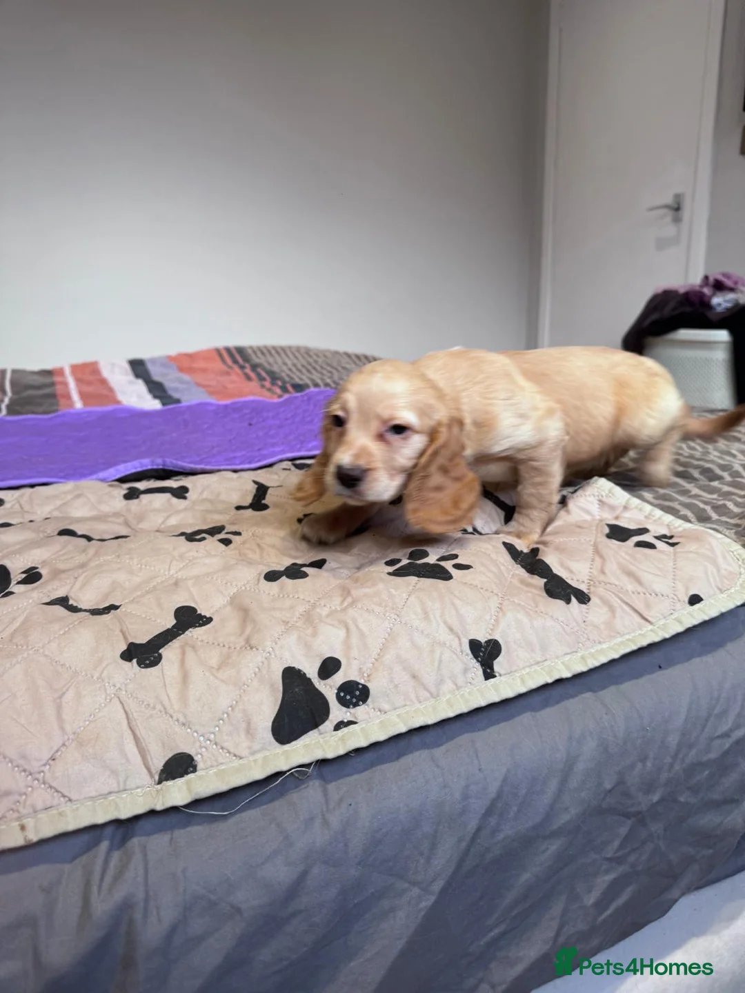 Cocker Spaniel dogs for sale: Cocker Spaniel Puppies - Advert 2