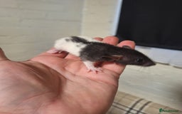 Rat rodents for sale: Baby rats  - Image 5