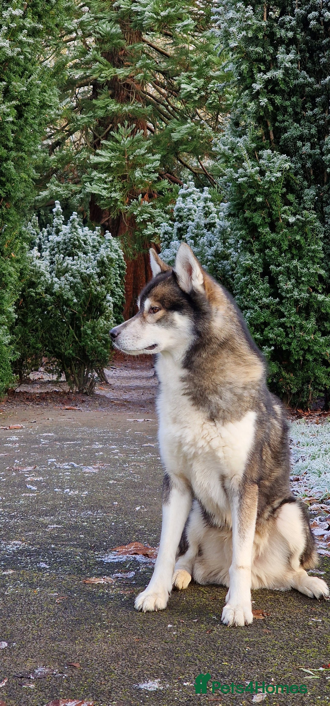 Huskita dogs for stud: Handsome Booboo in Stockport - Image 23