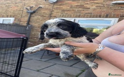 Sprocker dogs for sale: Sprocker pups ready 19th August  - Image 4