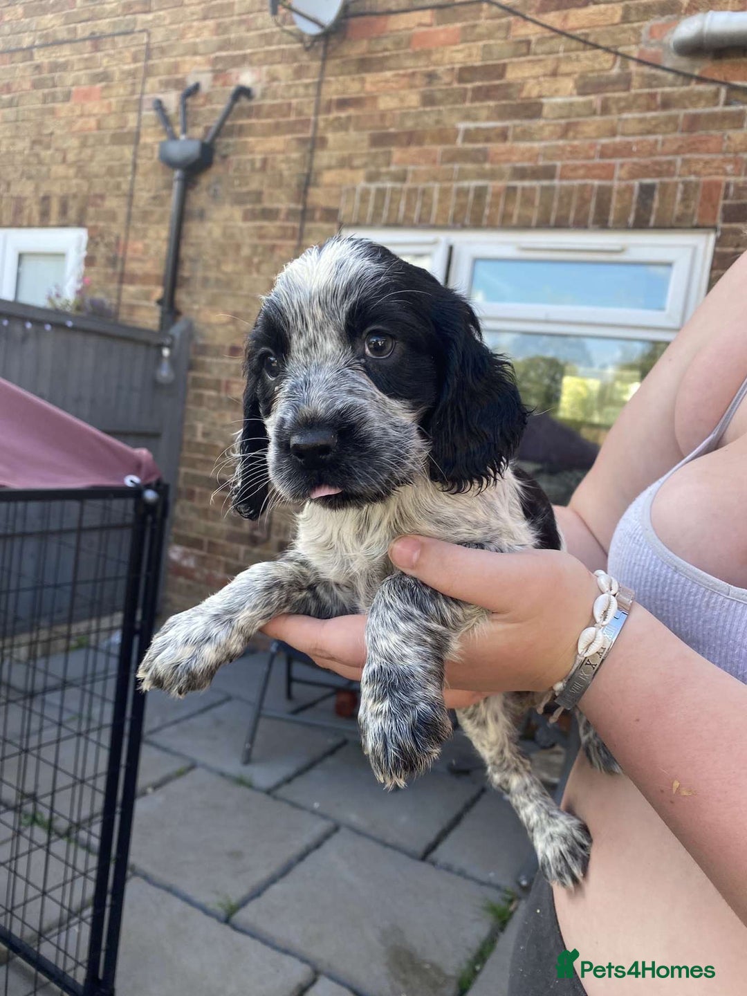 Sprocker dogs for sale: Sprocker pups ready 19th August  - Image 4
