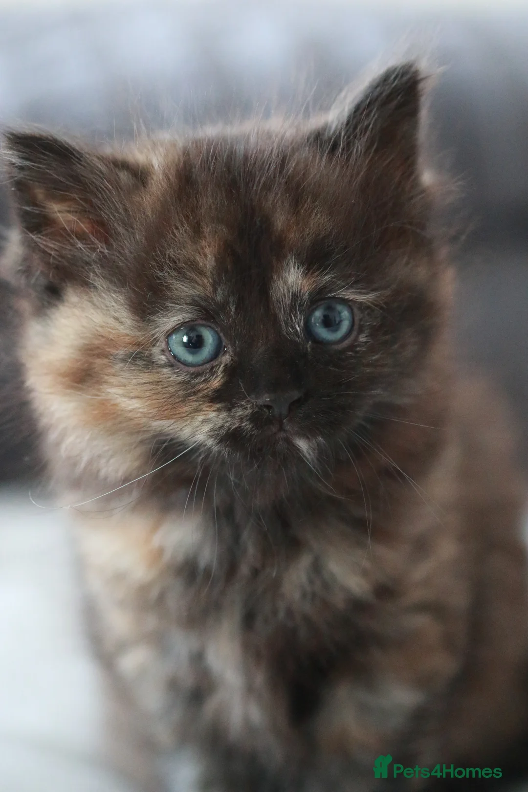 Mixed Breed cats for sale: Kittens for sale - Advert 6