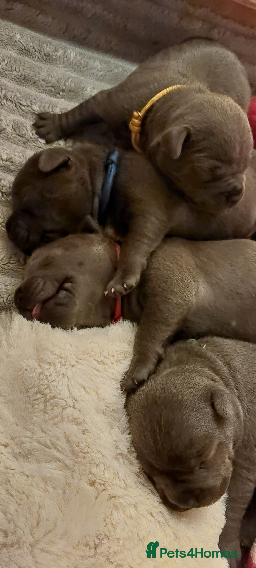 Staffordshire Bull Terrier dogs for sale: 💙KC Staffordshire Bull Terrier puppies 💙 - Advert 16