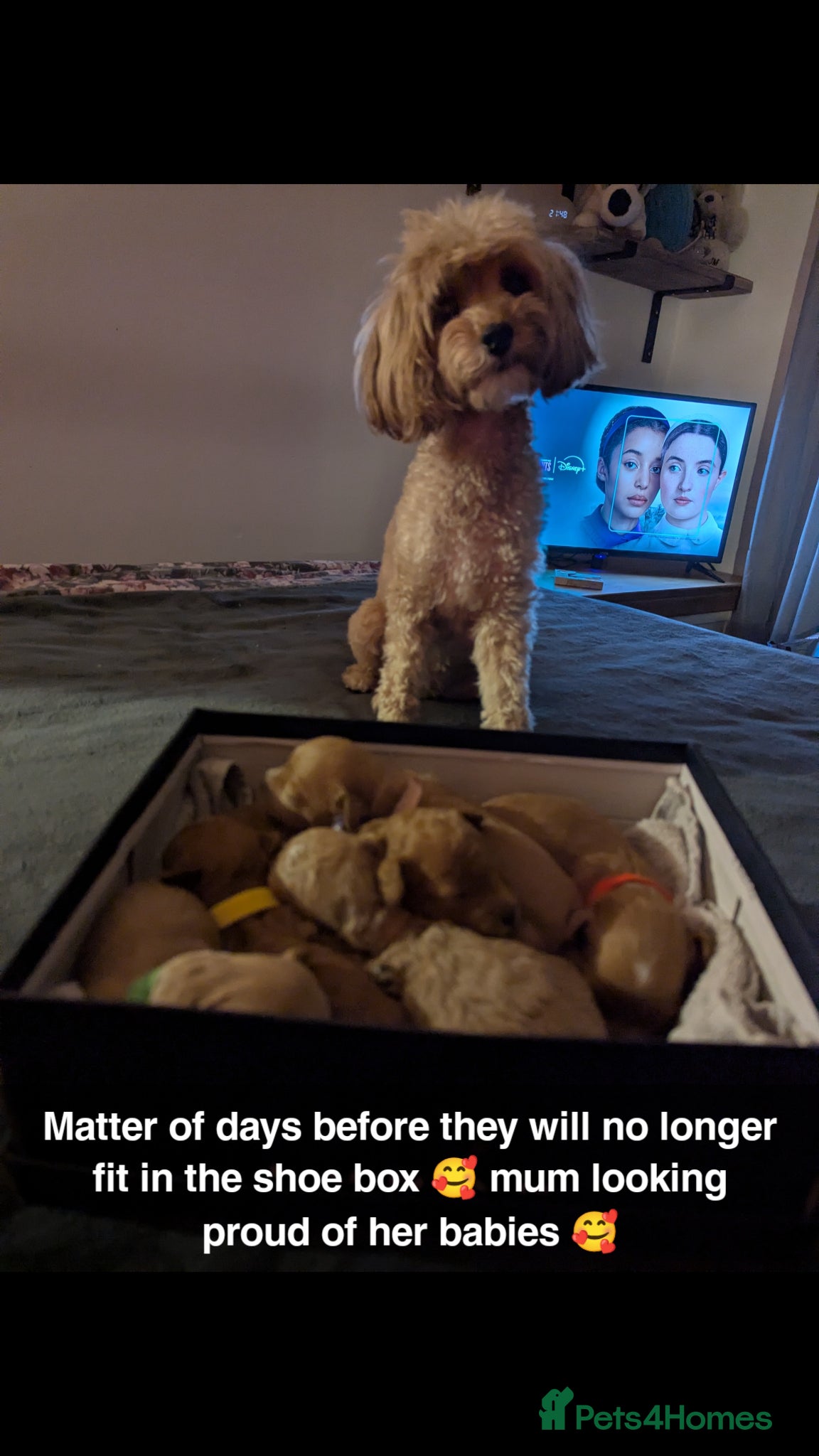 Cavapoo dogs Beautiful Cavapoo Puppies – Ready Soon 🐾 4💙 2🩷 - Advert 5