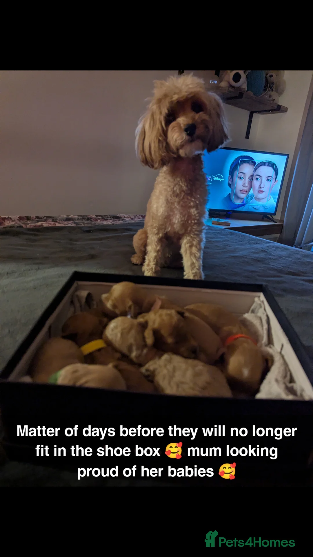 Cavapoo dogs for sale: Beautiful Cavapoo Puppies – Ready Soon 🐾 4💙 2🩷 - Advert 1