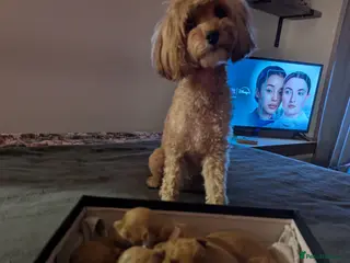 Cavapoo dogs Beautiful Cavapoo Puppies – Ready Soon 🐾 4💙 2🩷 - Advert 5