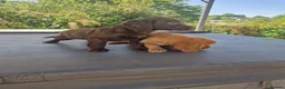 Cocker Spaniel dogs for sale: Cocker spaniel pups - Advert 3