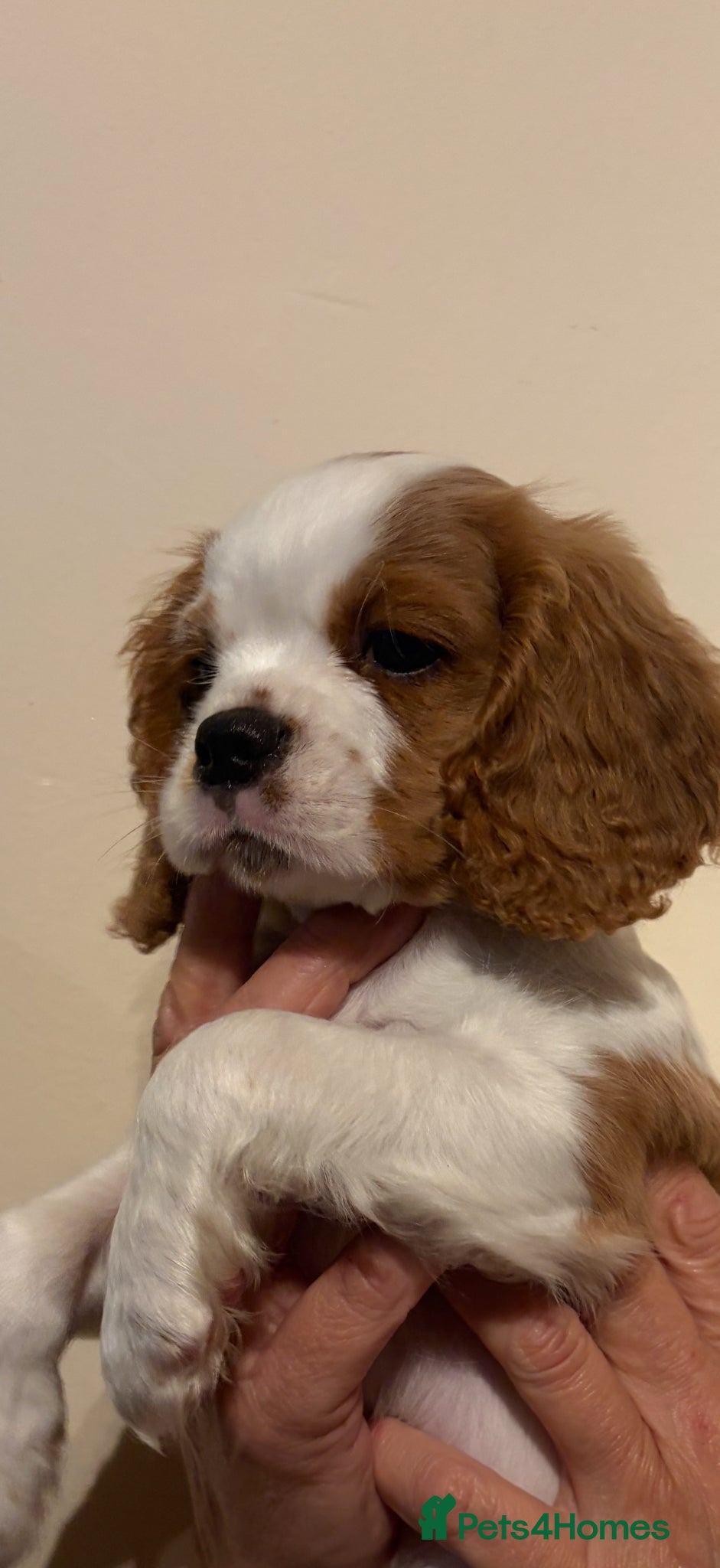 Cavalier King Charles Spaniel dogs REDUCED healthy vet checked KC REGISTERED boys - Advert 1