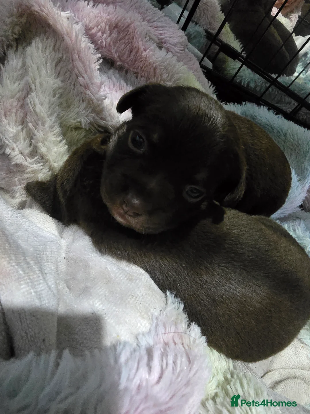 Mixed Breed dogs for sale: jack russell x chihuahua pups - Advert 5