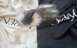 Lionhead rabbits for sale: Female Baby Lionhead Dwarf - Last One 6wks old - Image 9
