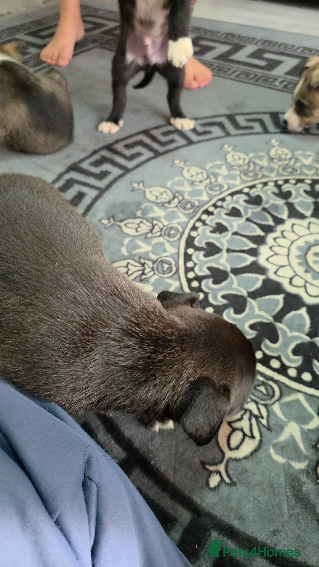 Mixed Breed dogs for sale: Siberian husky puppies  - Advert 3