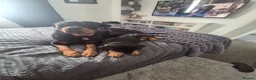 Rottweiler dogs for sale: 10 Week Old Rottweiler Girl - Advert 7
