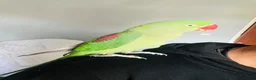 Parrots birds for sale: Baby hand tame Alexandrian Parrot  in Uttoxeter - Advert 11