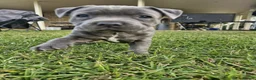 Staffordshire Bull Terrier dogs for sale: Staffordshire Bull Terrier  for sale  in Paisley - Advert 3