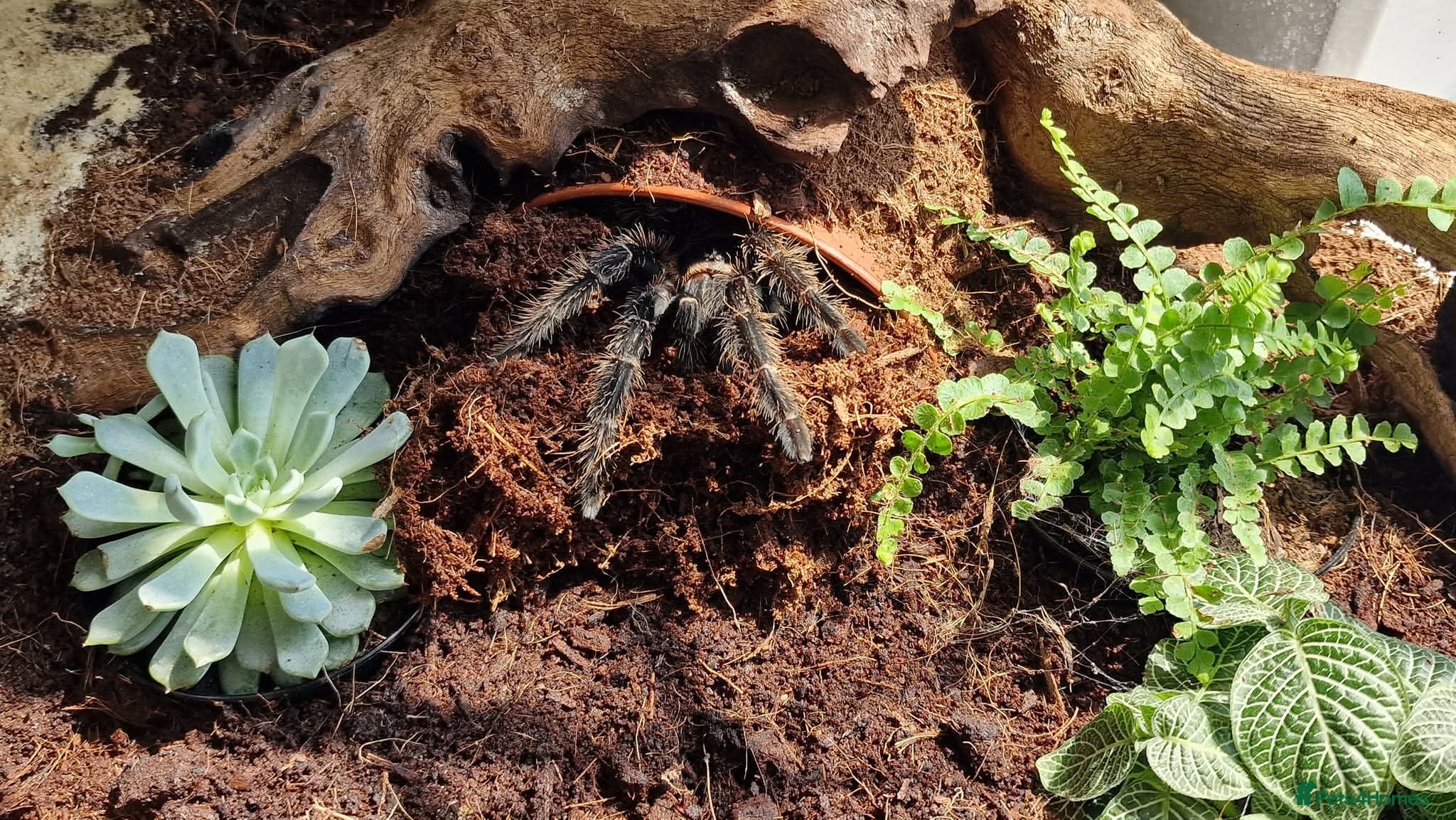 Tarantulas invertebrates Female Salmon Pink Bird Eater - Advert 4