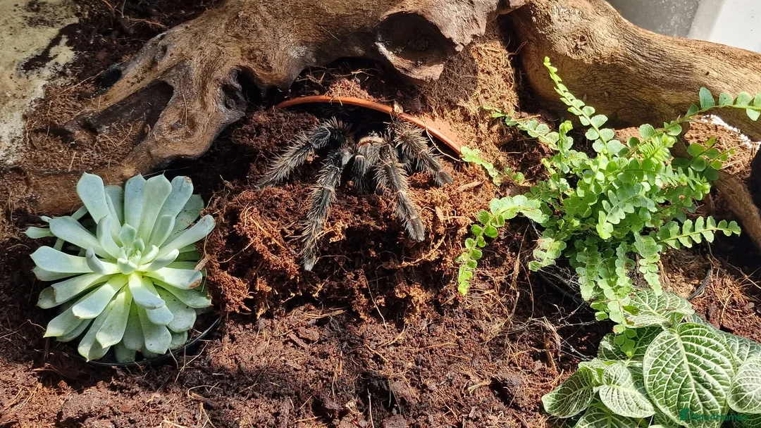 Tarantulas invertebrates for sale: Female Salmon Pink Bird Eater - Advert 1