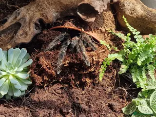 Tarantulas invertebrates Female Salmon Pink Bird Eater - Advert 5